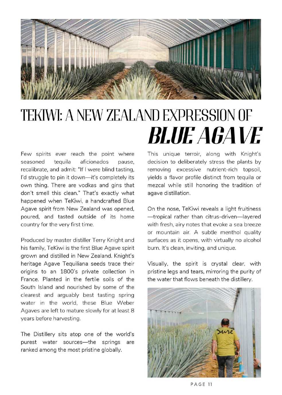 TEKIWI: A NEW ZEALAND EXPRESSION OF BLUE AGAVE